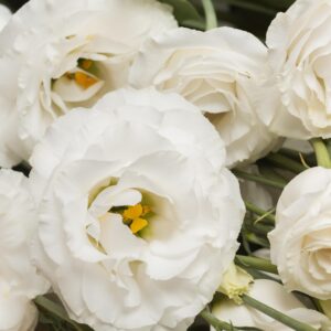 Design in white tones