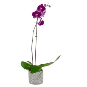 Orchid